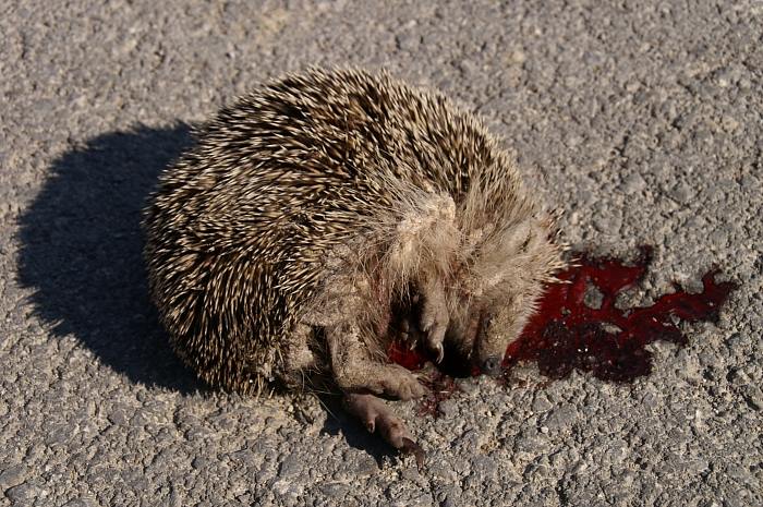 PICT1589 small hedgehog Kalyves.jpg - 347904 Bytes